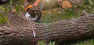 How Our Tree Care Process Works  in  Kimberly, AL