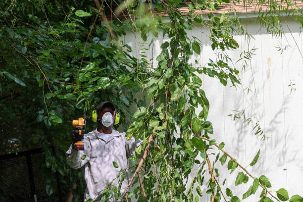 Best Tree Health Inspection  in Kimberly, AL